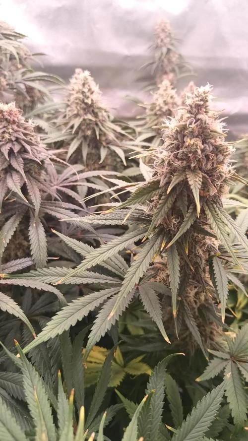 Caramelo Early Version