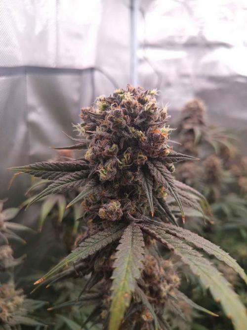 Caramelo Early Version. Week 12