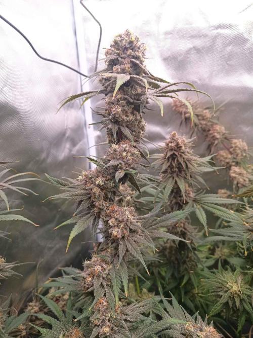 Caramelo Early Version. Week 12