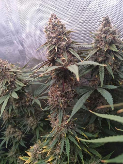 Caramelo Early Version. Week 12