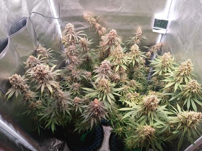 Caramelo Early Version. Week 12
