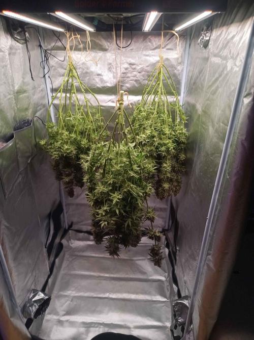 Caramelo Early Version. Week 13