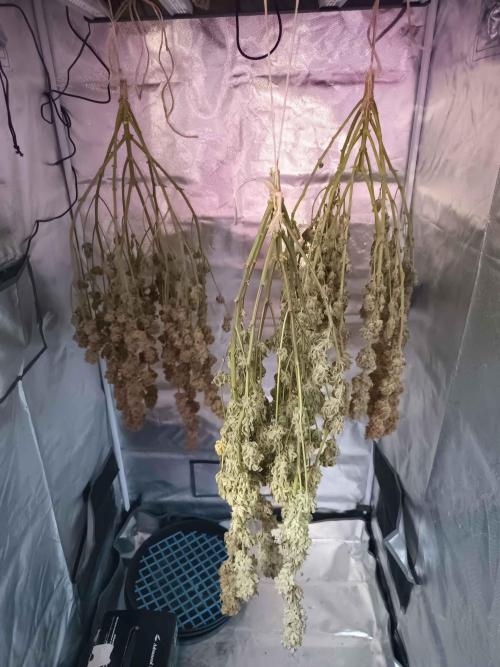 Caramelo Early Version. Week 13