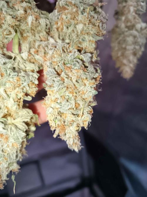 Caramelo Early Version. Week 13