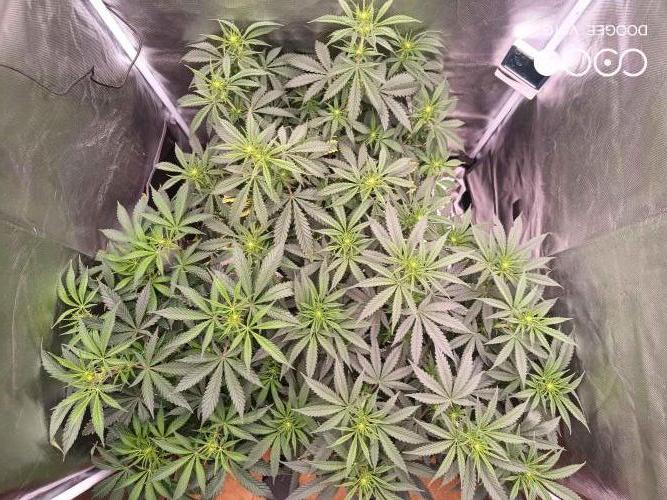 Caramelo Early Version. Week 6