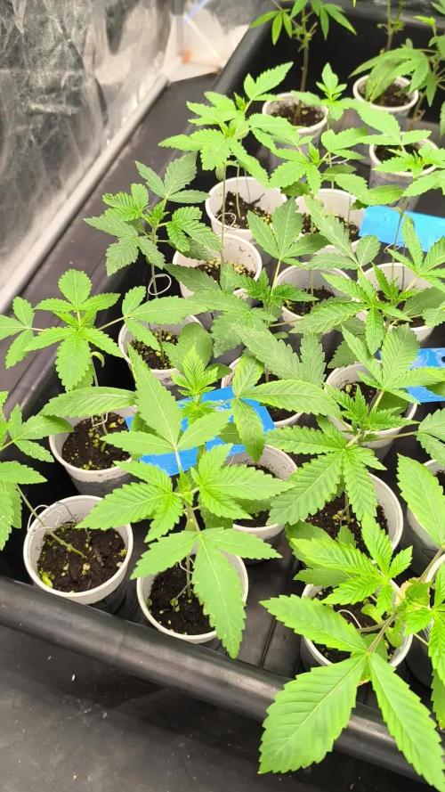 Hunter bomb selection