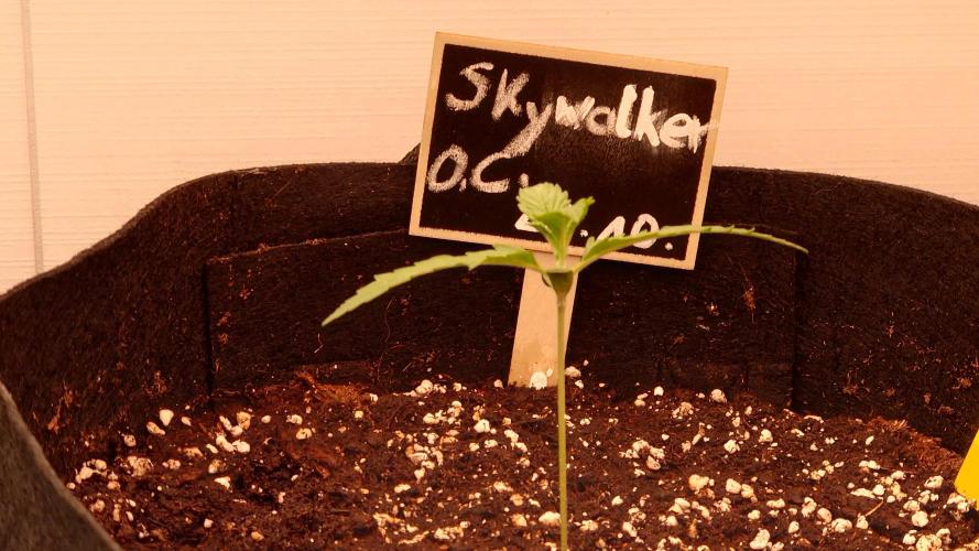 Skywalker OG Auto Indoor. Week 1