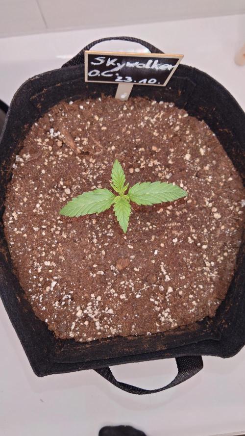 Skywalker OG Auto Indoor. Week 1 - from the sky...