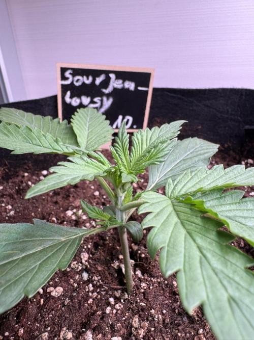 Sour Jealousy Auto. Week 2 - old enough for head down