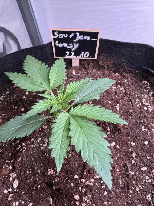 Sour Jealousy Auto. Week 2
