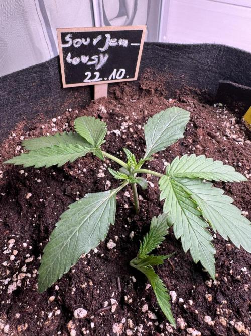 Sour Jealousy Auto. Week 2