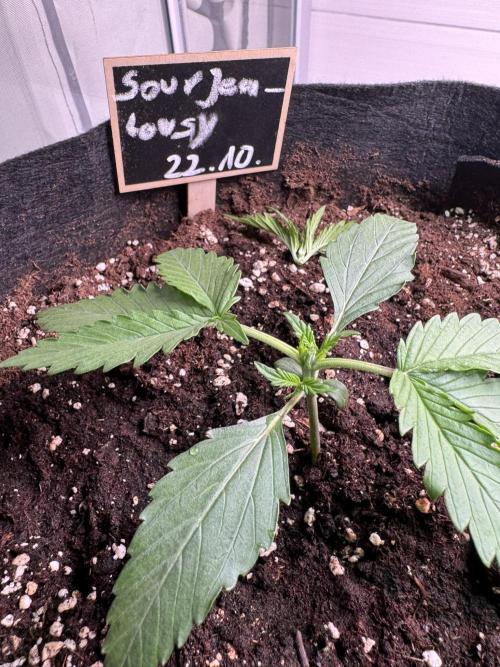 Sour Jealousy Auto. Week 2