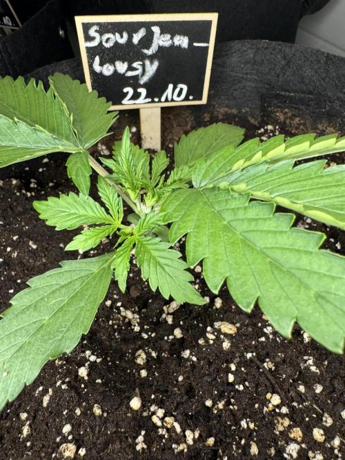 Sour Jealousy Auto. Week 2 - 2 Tage nach topping