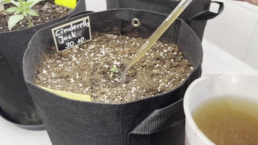 Cinderella Jack (Auto)