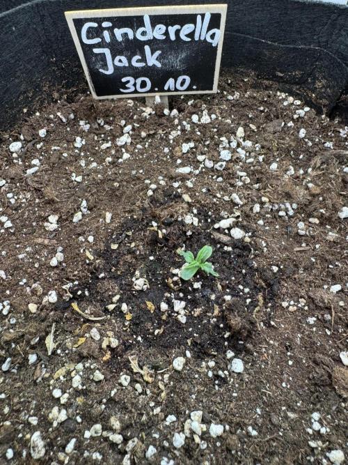 Cinderella Jack (Auto). Week 1