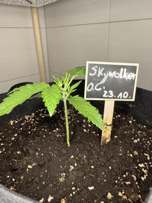 Skywalker OG Auto Indoor. Week 2 - 2 Tage nach topping