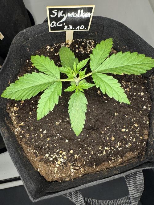 Skywalker OG Auto Indoor. Week 2