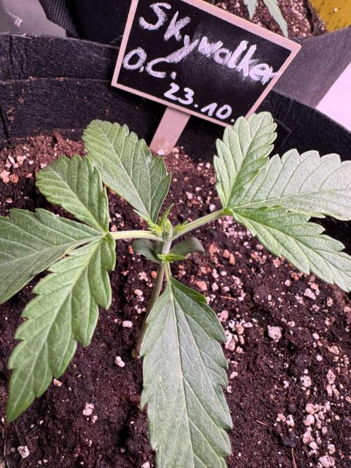 Skywalker OG Auto Indoor. Week 2