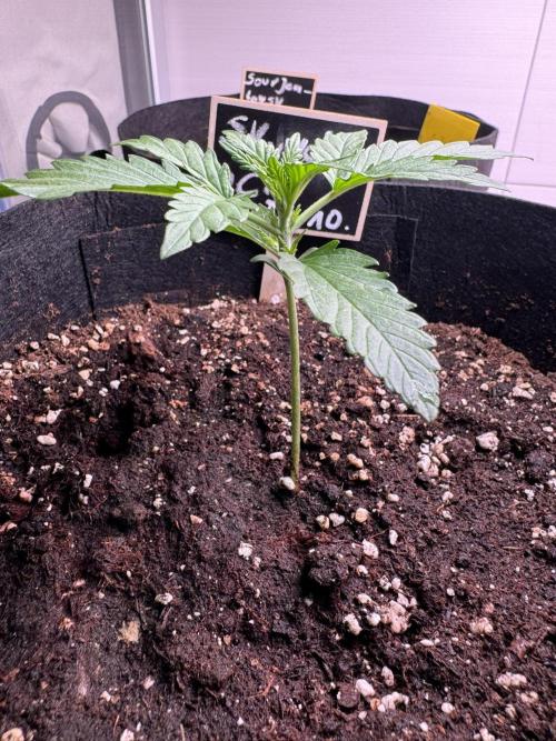 Skywalker OG Auto Indoor. Week 2