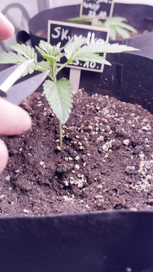 Skywalker OG Auto Indoor