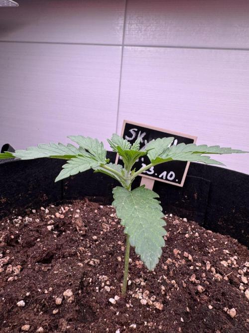 Skywalker OG Auto Indoor. Week 2