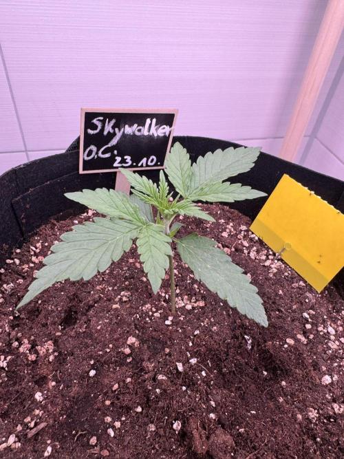 Skywalker OG Auto Indoor. Week 2