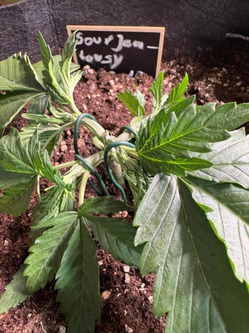 Sour Jealousy Auto. Week 2