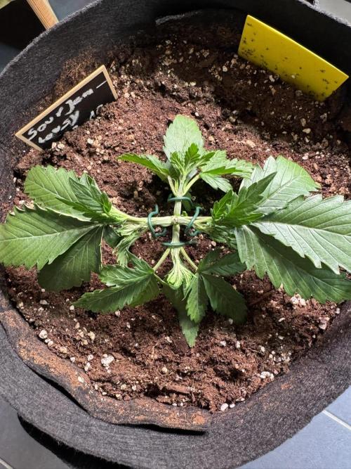 Sour Jealousy Auto. Week 2 - Der Monk ist zufrieden. So darf eine Pflanze nach dem Training aussehen.