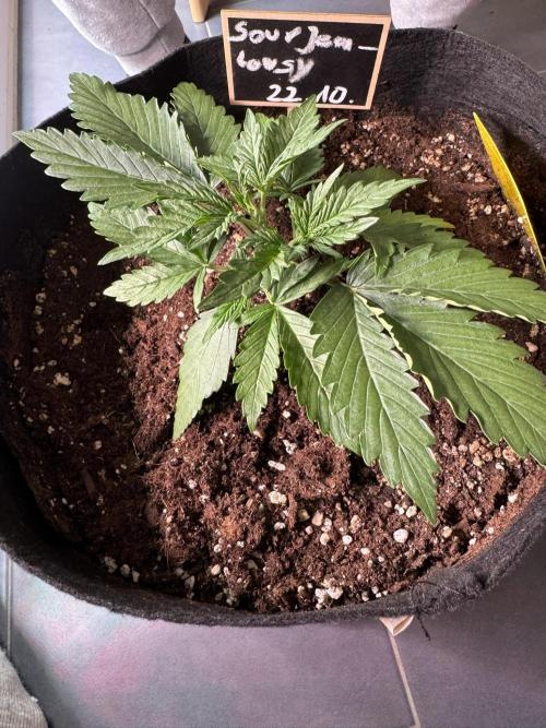 Sour Jealousy Auto. Week 2