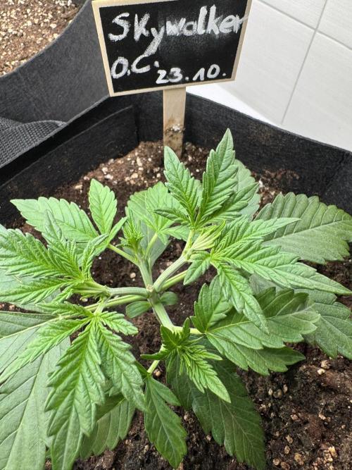 Skywalker OG Auto Indoor. Week 2 - 3 Tage nach dem Topping