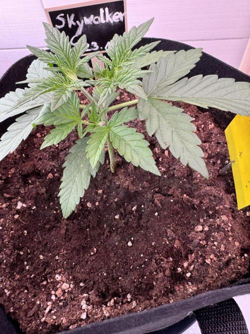 Skywalker OG Auto Indoor. Week 2 - Ab morgen LST