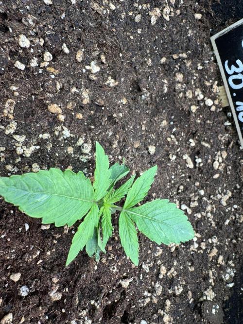 Cinderella Jack (Auto). Week 2