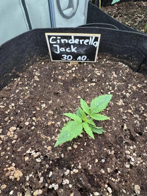 Cinderella Jack (Auto). Week 2 - Die schüchterne Cinderella :-)