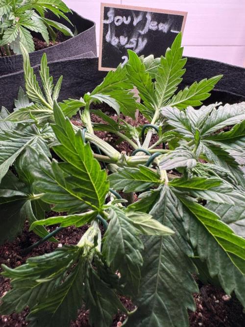 Sour Jealousy Auto. Week 3