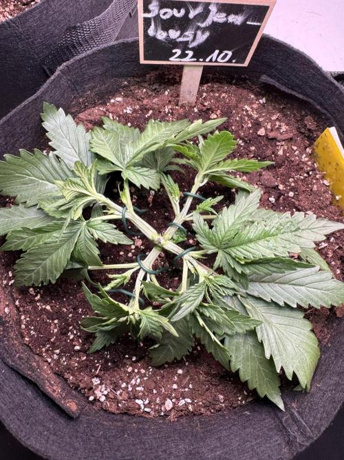 Sour Jealousy Auto. Week 3 - Zwei Tage nach dem ersten LST, kommt schon der zweite Bondagetermin.