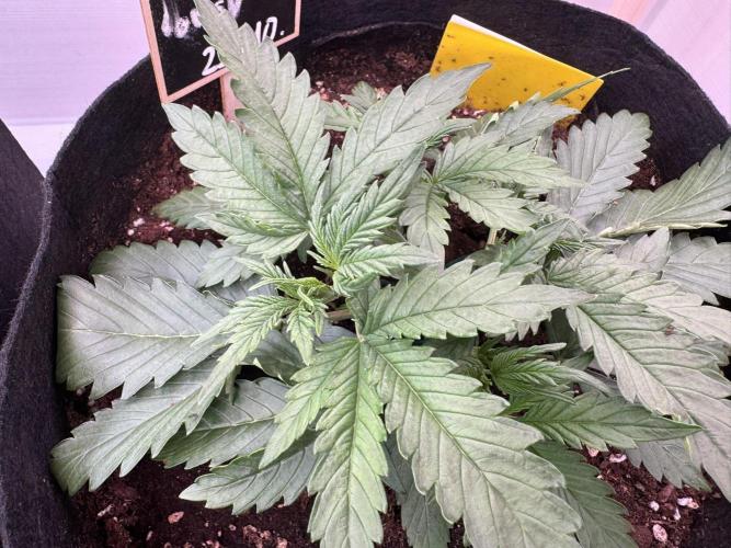 Sour Jealousy Auto. Week 3 - Das erste Lowstressing hat sie sehr gut vertragen. 