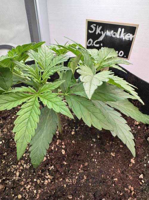 Skywalker OG Auto Indoor. Week 3