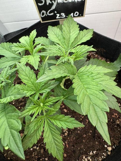 Skywalker OG Auto Indoor. Week 3