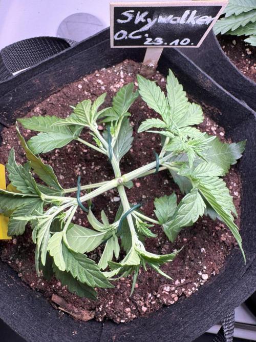 Skywalker OG Auto Indoor. Week 3