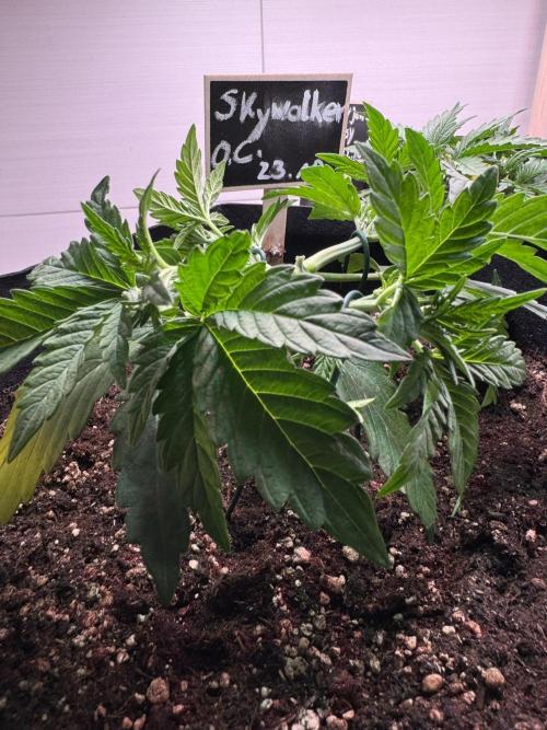 Skywalker OG Auto Indoor. Week 3