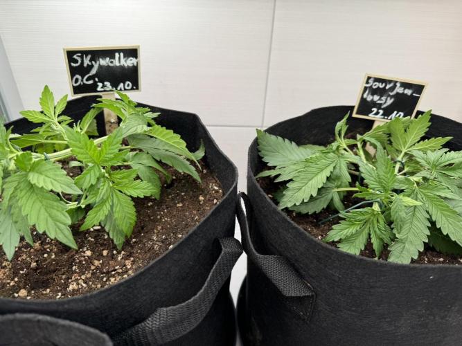 Skywalker OG Auto Indoor. Week 3 - Fast Bud vs. Barneys Farm