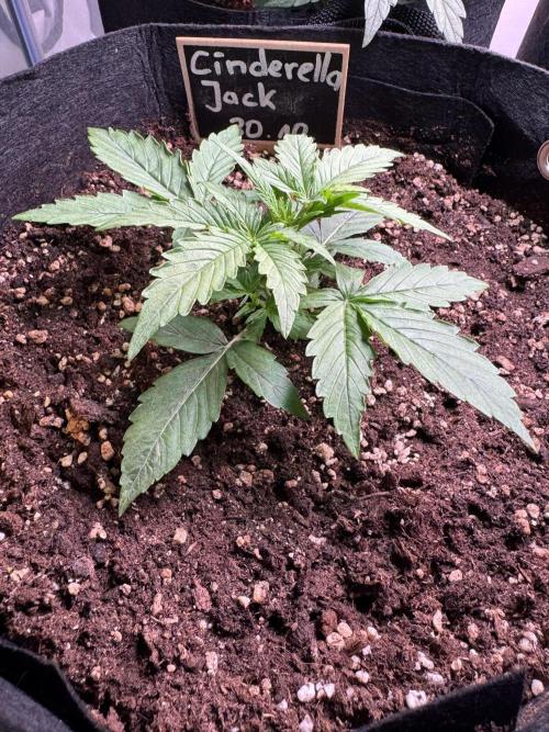 Cinderella Jack (Auto). Week 2