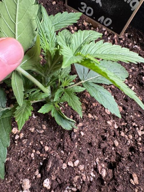 Cinderella Jack (Auto). Week 2 - Viele kleine Triebe, aber alles noch sehr klein