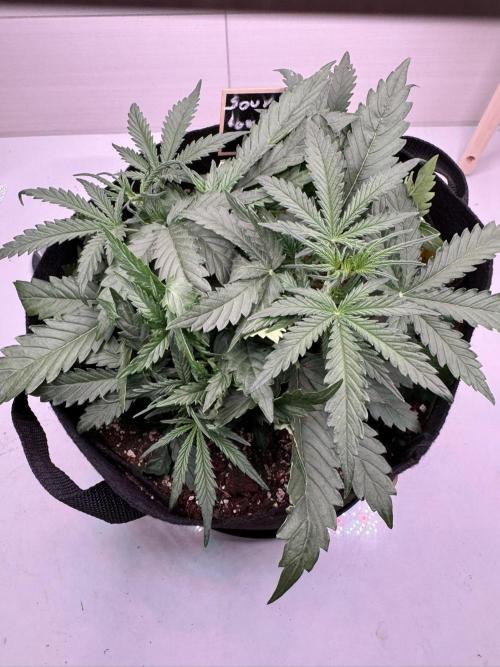 Sour Jealousy Auto. Week 3 - nach drei Tagen schon wieder Krauskopf