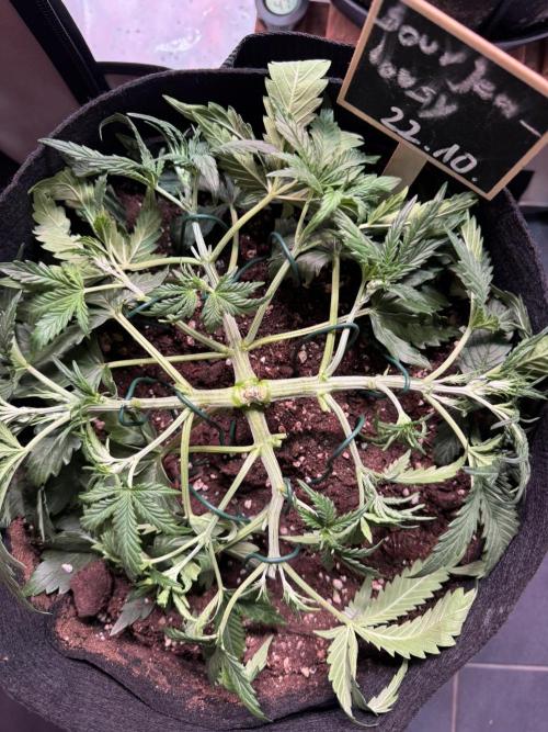 Sour Jealousy Auto. Week 3 - Fischgrätenmuster vom Monk