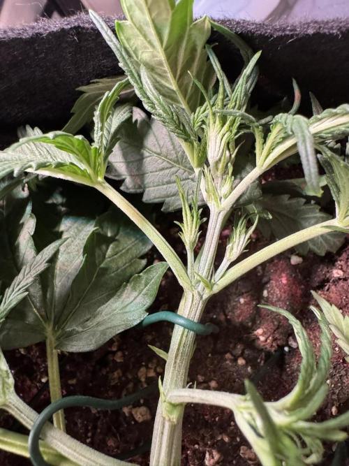 Sour Jealousy Auto. Week 3