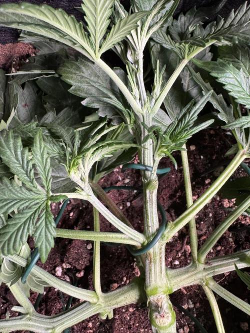 Sour Jealousy Auto. Week 3