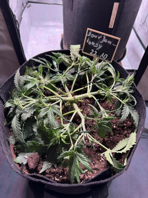 Sour Jealousy Auto. Week 3 - Nach dem Bondage