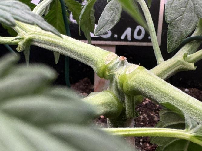 Skywalker OG Auto Indoor. Week 3