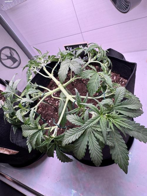 Skywalker OG Auto Indoor. Week 3